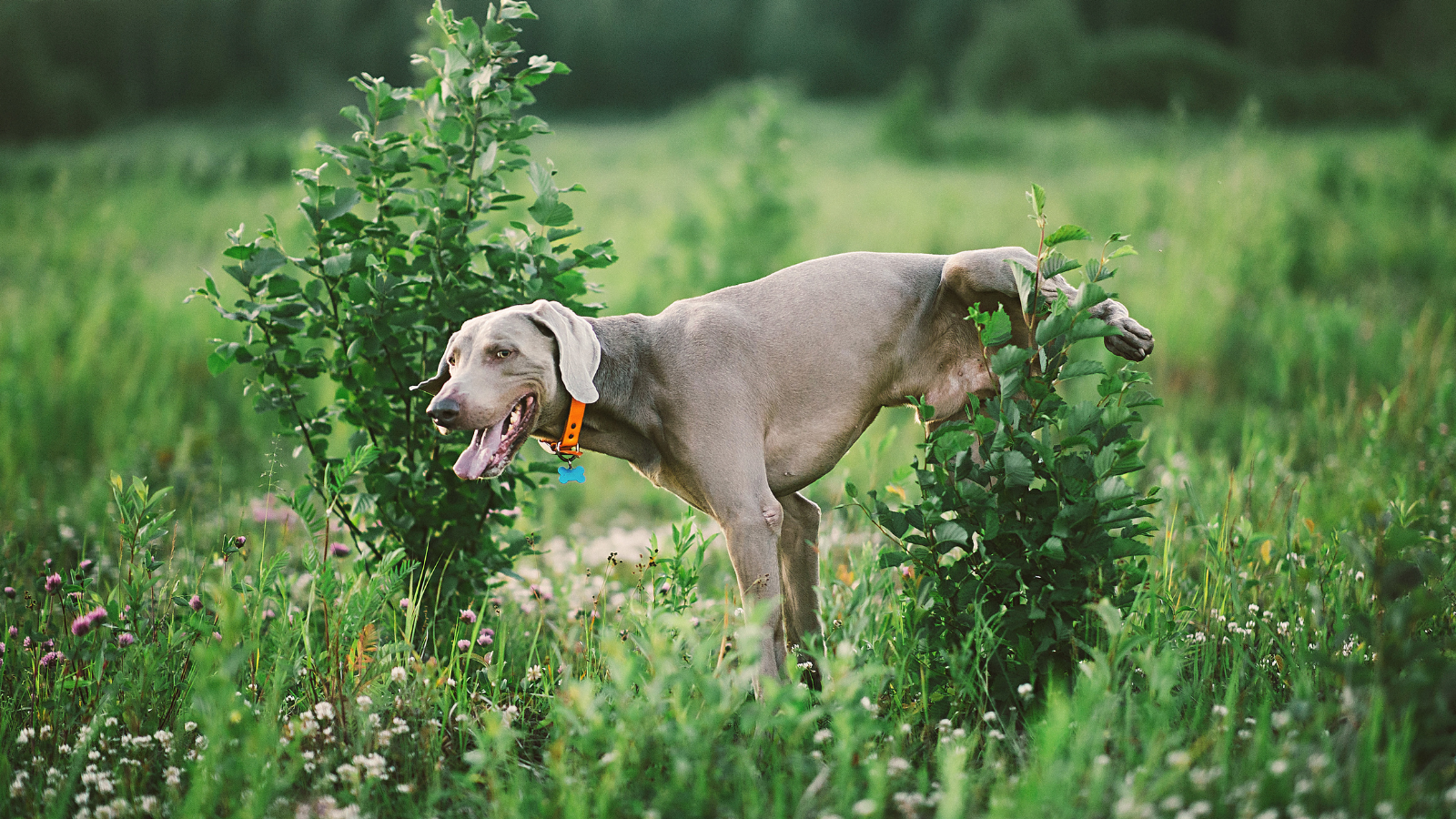 Dog peeing on tree