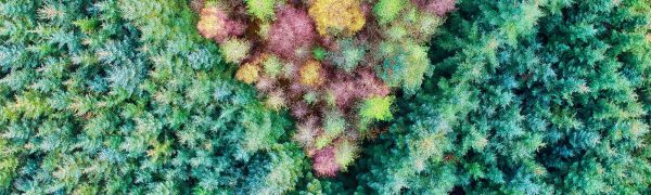 Bush2