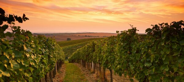 best Aussie wine regions