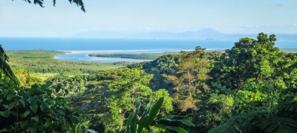 Daintree Forest