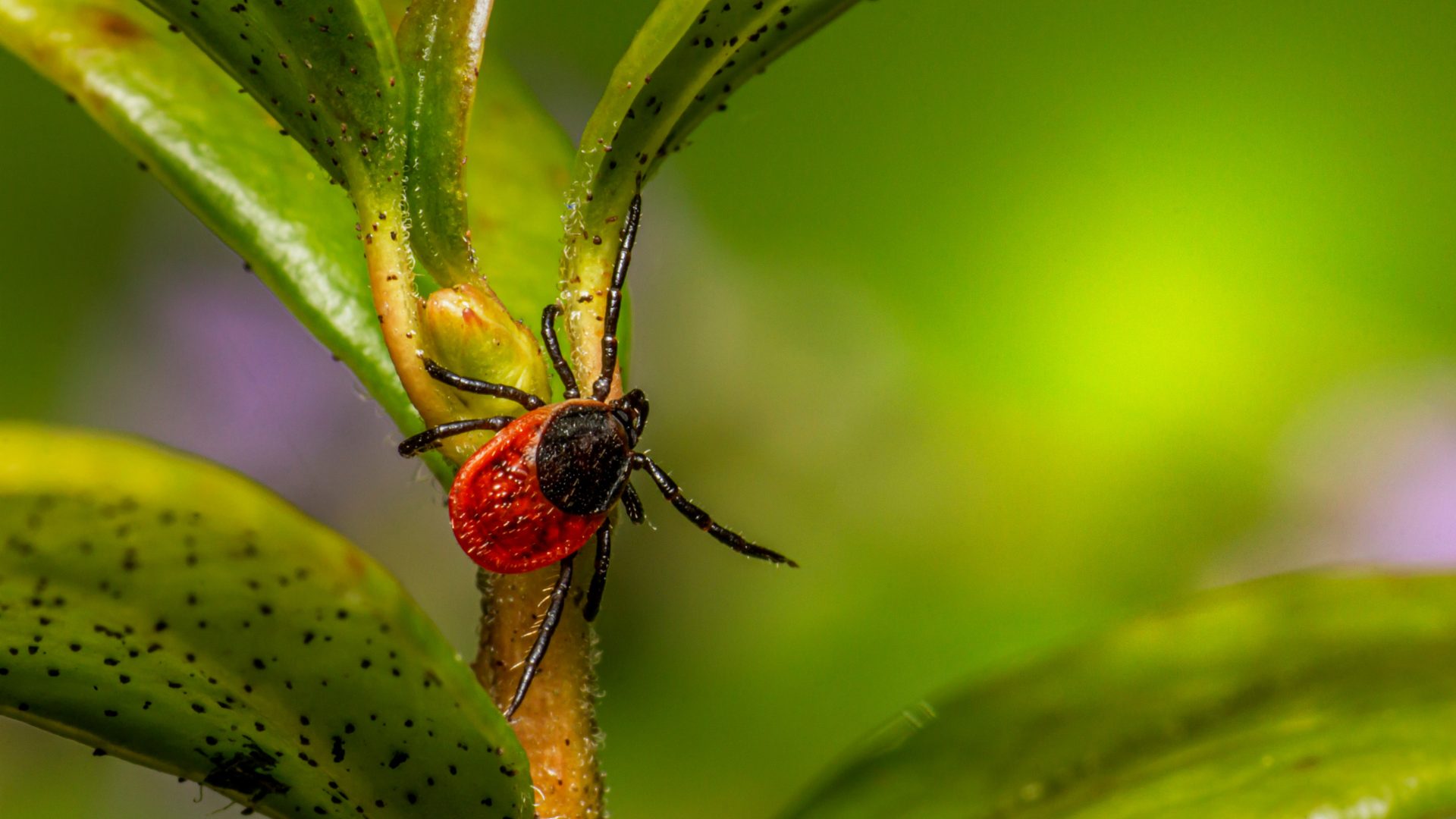 Keep an eye out - ticks are about