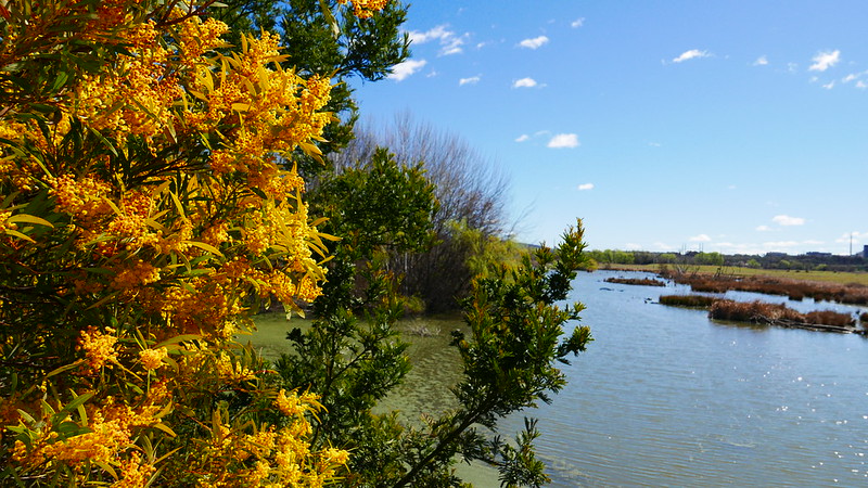 Jerrabomberra Wetlands, in the heart of Canberra, pulses with life.