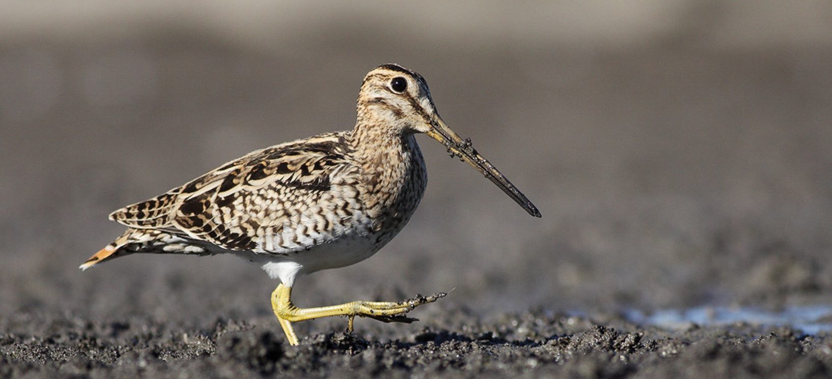 The Latham's snipe migrates 8500km from Hokkadio, Japan, to Jerrabomberra Wetlands annually in spring.