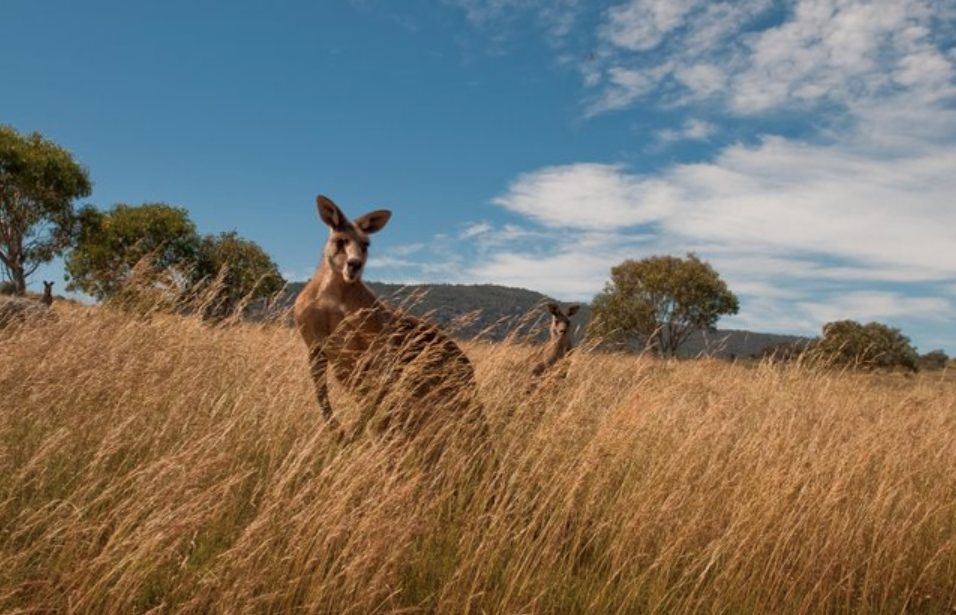 Kangaroos grazing in grassland, Lake Burley Griffin, Canberra